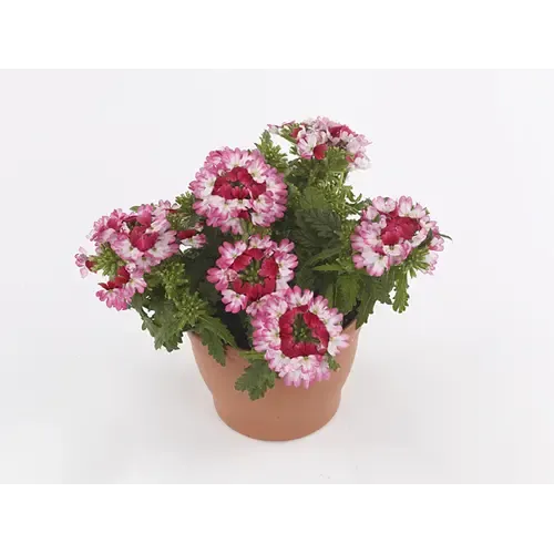 Junai.nl Verbena Drums Red + White | 10 cm pot | ca. 10 tot 15 cm hoog