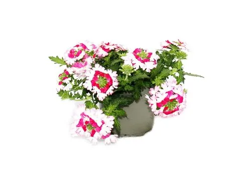 Junai.nl Verbena Obsession Twister Red Raw | 15 cm hoog | 10 cm pot