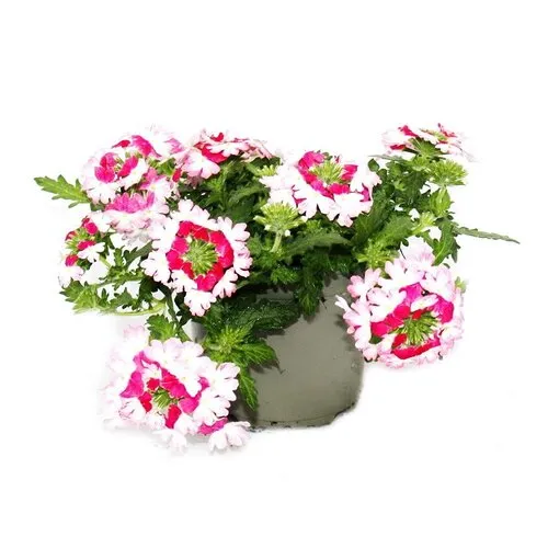 Junai.nl Verbena Obsession Twister Red Raw | 15 cm hoog | 10 cm pot