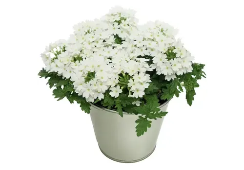 Junai.nl Verbena Lascar White | 15 cm hoog | 10 cm pot