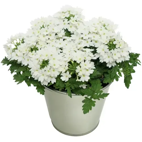 Junai.nl Verbena Lascar White | 15 cm hoog | 10 cm pot