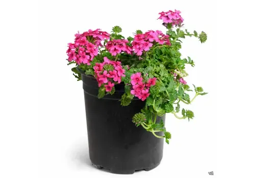 Junai.nl Verbena Lascar Light Pink | 15 cm hoog | 10 cm pot