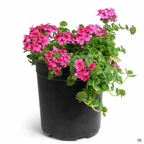 Junai.nl Verbena Lascar Light Pink | 15 cm hoog | 10 cm pot