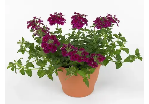 Junai.nl Verbena Lascar Burgundy | 15 cm hoog | 10 cm pot