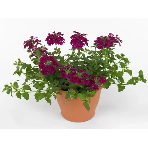 Junai.nl Verbena Lascar Burgundy | 15 cm hoog | 10 cm pot