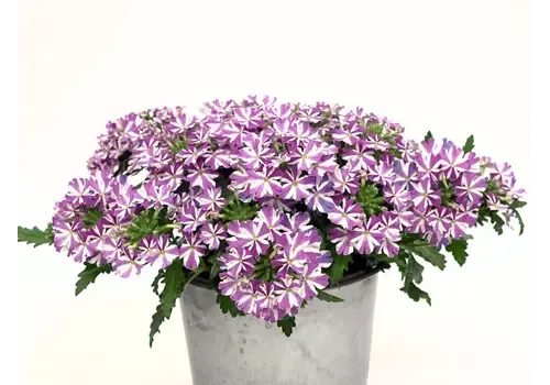 Junai.nl Verbena Drums Umbrella | 10 cm pot | 15 cm hoog