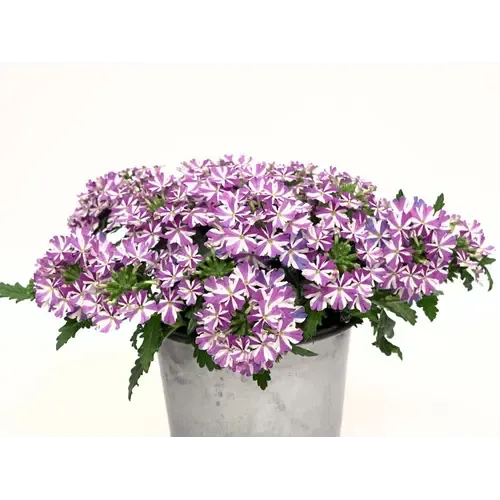 Junai.nl Verbena Drums Umbrella | 10 cm pot | 15 cm hoog