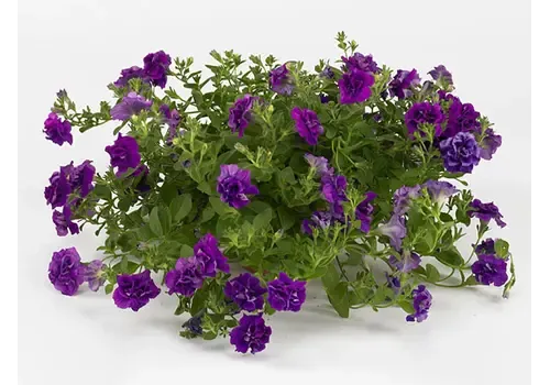 Junai.nl Petunia Sweet Sunshine Dark Violet | 10 cm pot | ca. 15 cm hoog