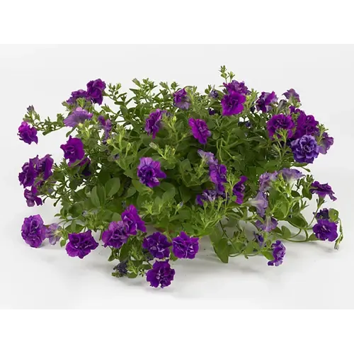 Junai.nl Petunia Sweet Sunshine Dark Violet | 10 cm pot | ca. 15 cm hoog