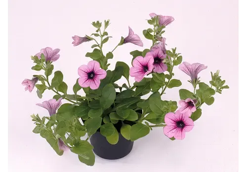 Junai.nl Petunia Rose Vein Surfinia | 10 cm pot | 20 cm hoog