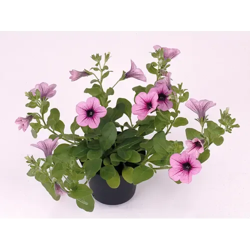Junai.nl Petunia Rose Vein Surfinia | 10 cm pot | 20 cm hoog