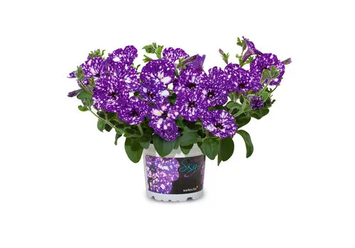Junai.nl Petunia NightSky | 10 cm pot | 20 cm hoog