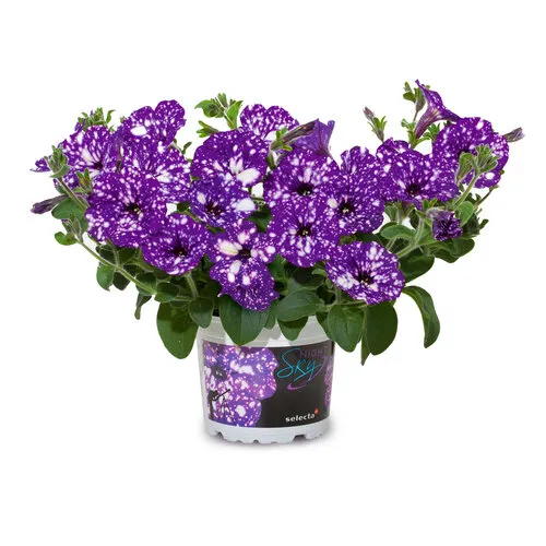 Junai.nl Petunia NightSky | 10 cm pot | 20 cm hoog