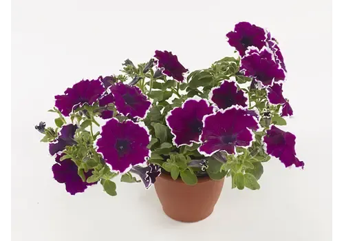 Junai.nl Petunia Tea Purple White Edge | 20 cm hoog | 10 cm pot