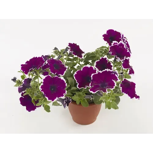 Junai.nl Petunia Tea Purple White Edge | 20 cm hoog | 10 cm pot