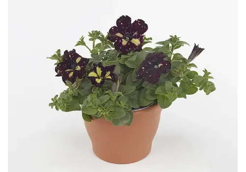 Junai.nl Petunia Lightning Sky | 10 cm pot | 20 cm hoog