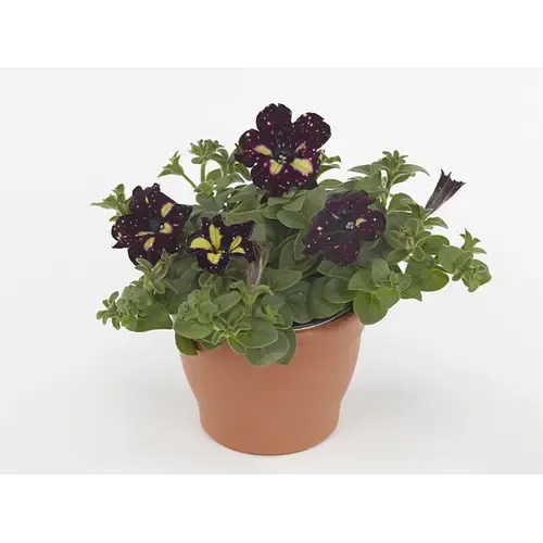 Junai.nl Petunia Lightning Sky | 10 cm pot | 20 cm hoog
