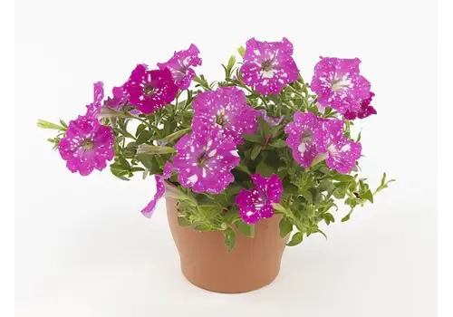 Junai.nl Petunia Baby Doll | 10 cm pot | 20 cm hoog