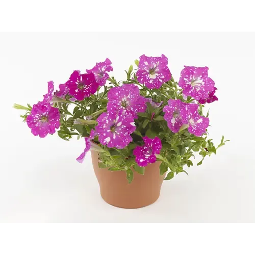 Junai.nl Petunia Baby Doll | 10 cm pot | 20 cm hoog