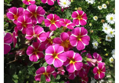Junai.nl Calibrachoa Rave Pink | 20 cm hoog | 10 cm pot