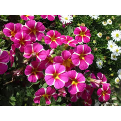 Junai.nl Calibrachoa Rave Pink | 20 cm hoog | 10 cm pot