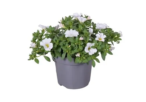 Junai.nl Calibrachoa White | Mini hangpetunia | 10 cm pot | 20 cm hoog