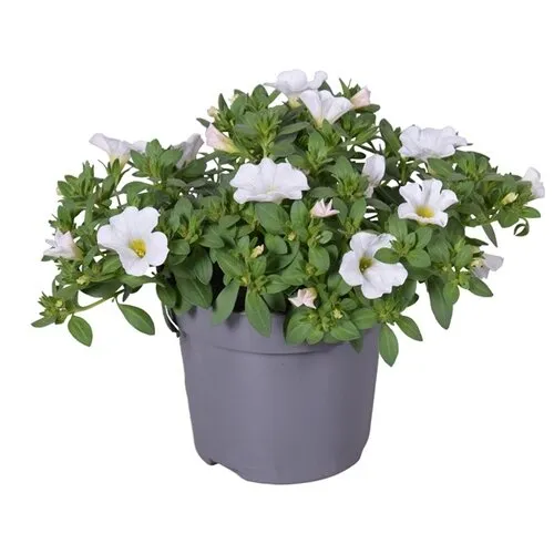 Junai.nl Calibrachoa White | Mini hangpetunia | 10 cm pot | 20 cm hoog