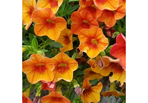 Junai.nl Calibrachoa Rood oranje | 20 cm hoog | 10 cm pot