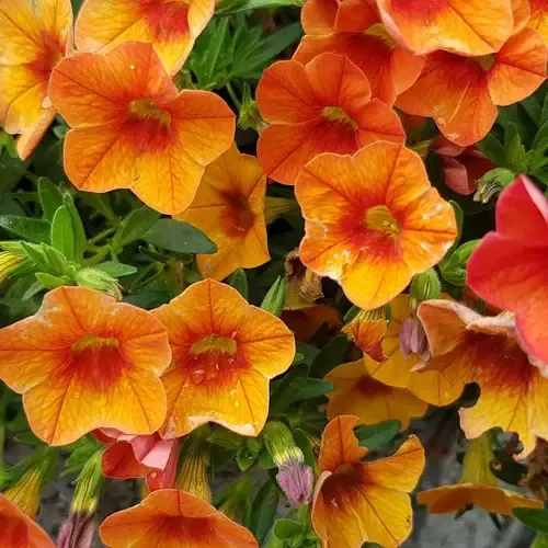 Junai.nl Calibrachoa Rood oranje | 20 cm hoog | 10 cm pot