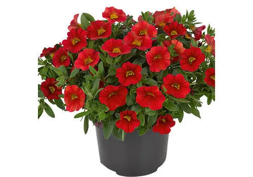 Junai.nl Calibrachoa Million Bells rood | 20 cm hoog | 10 cm pot