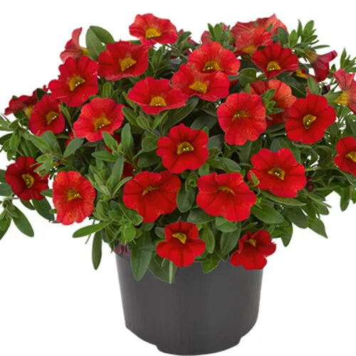 Junai.nl Calibrachoa Million Bells rood | 20 cm hoog | 10 cm pot
