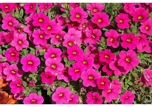 Junai.nl Calibrachoa Million Bells Brilliant Pink | 10 cm pot | 20 cm hoog