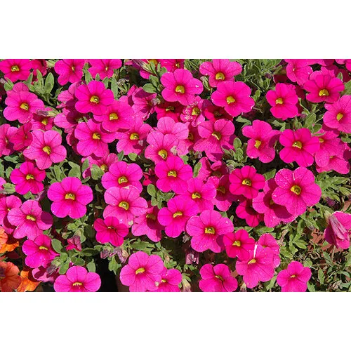 Junai.nl Calibrachoa Million Bells Brilliant Pink | 10 cm pot | 20 cm hoog