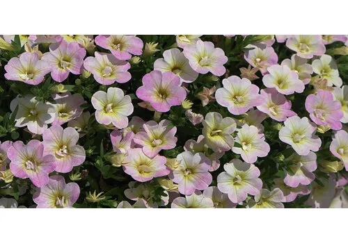 Junai.nl Calibrachoa Fancy Francy | 20 cm hoog | 10 cm pot