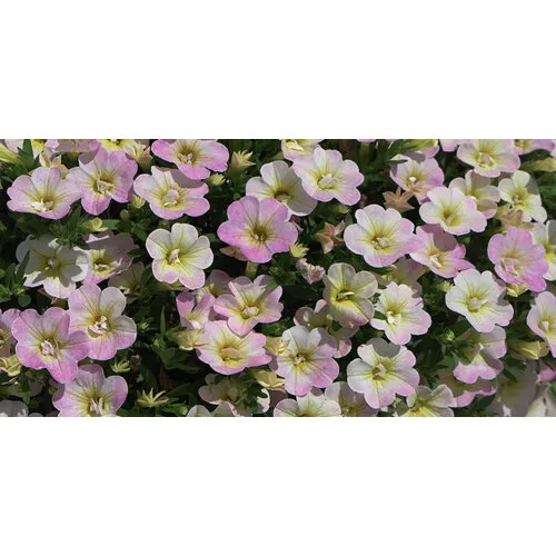 Junai.nl Calibrachoa Fancy Francy | 20 cm hoog | 10 cm pot