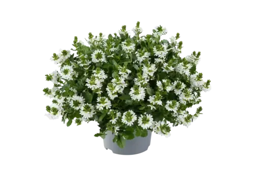 Junai.nl Scaevola Toppot White | Waaierbloem wit | 20 cm hoog | 12 cm pot