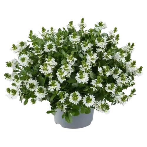 Junai.nl Scaevola Toppot White | Waaierbloem wit | 20 cm hoog | 12 cm pot