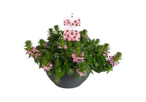 Junai.nl Scaevola aemula Surdiva Fashion Pink | 20 cm hoog | 12 cm pot