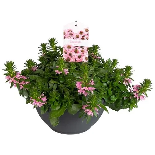 Junai.nl Scaevola aemula Surdiva Fashion Pink | 20 cm hoog | 12 cm pot