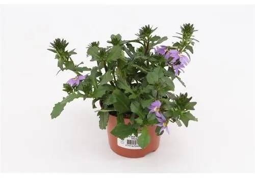 Junai.nl Scaevola aemula Blue Fan | 20 cm hoog | 12 cm pot