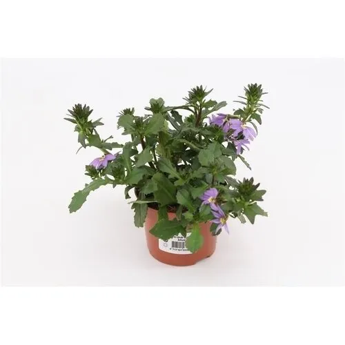 Junai.nl Scaevola aemula Blue Fan | 20 cm hoog | 12 cm pot