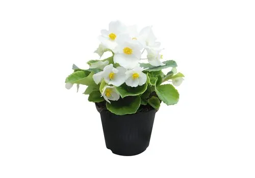 Junai.nl Begonia Semperflorens 'Volumia White' | 15 cm hoog | 9 cm pot