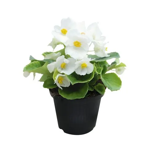 Junai.nl Begonia Semperflorens 'Volumia White' | 15 cm hoog | 9 cm pot