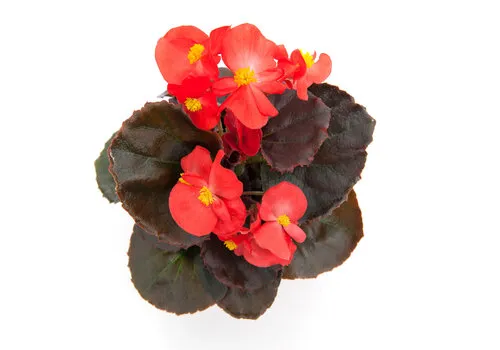 Junai.nl Begonia Semperflorens 'Volumia Scarlet' | 9 cm pot | 15 cm hoog