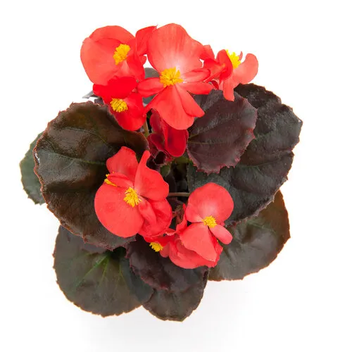 Junai.nl Begonia Semperflorens 'Volumia Scarlet' | 9 cm pot | 15 cm hoog