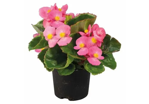 Junai.nl Begonia Semperflorens 'Volumia Pink' | 15 cm hoog | 9 cm pot