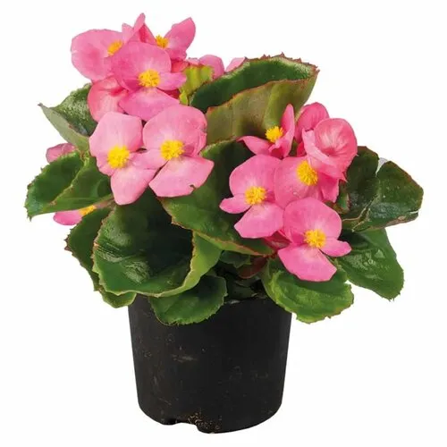 Junai.nl Begonia Semperflorens 'Volumia Pink' | 15 cm hoog | 9 cm pot