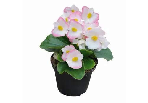 Junai.nl Begonia semperflorens lichtroze met wit | 9 cm pot | 15 cm hoog