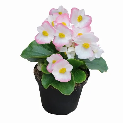 Junai.nl Begonia semperflorens lichtroze met wit | 9 cm pot | 15 cm hoog