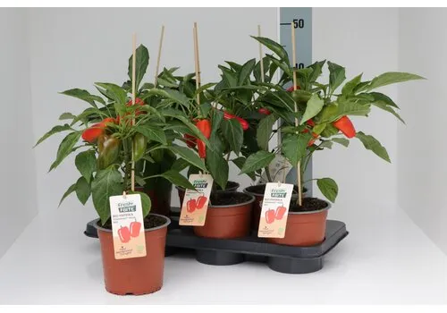 Junai.nl Bio Paprikaplant Yumara Nova Red | 50 cm hoog | 15 cm pot